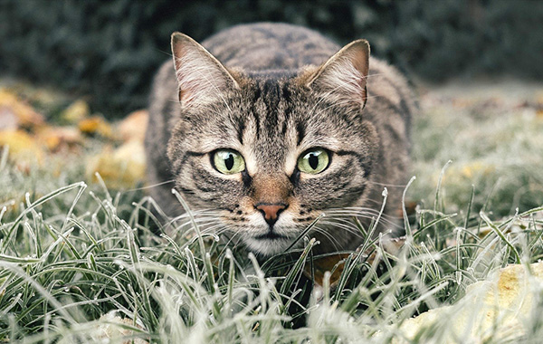 katzen-teaser-dummy